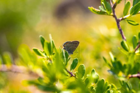 Kleiner Sevbeni-Schmetterling (Satyrium acaciae) auf der Pflanze