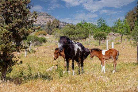 Pferd und seine Nachkommen auf dem Yamanlar Mountain, Izmir