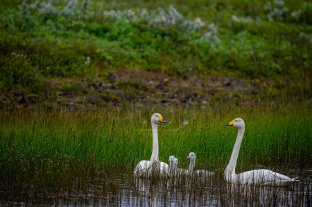 Iceland. Mother, father and offspring The whooper swan, also known as the common swan, pronounced Hooper swan, is a large northern hemisphere swan.