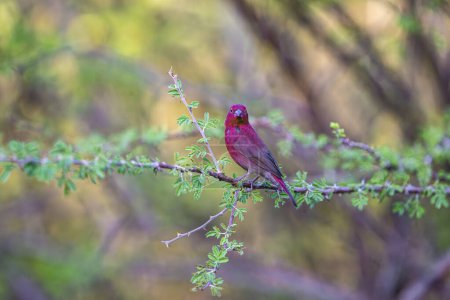 Male Red-billed Firefinch (Lagonosticta senegala) perched on a branch