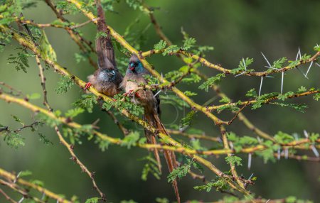 Speckled Mousebird or Colius striatus Amboseli Kenya