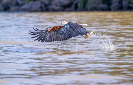 Afrikanischer Fischadler, Heilbutt, Erwachsener im Flug, Chobe Fluss, Okavango Delta in Botswana