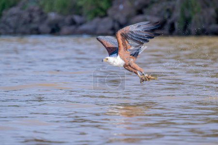African Fish-Eagle, haliaeetus vocifer, Adulte en vol, Chobe River, delta de l'Okavango au Botswana