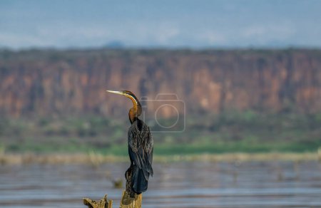 Le dard d'Afrique dessèche ses ailes sur un étang. Parc national du Pilanesberg, Afrique du Sud. C'est un oiseau mangeur de poissons ressemblant à un cormoran avec un cou très long. Anhinga Rufa.