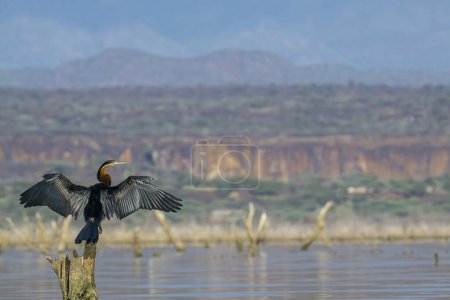African Darter trocknet seine Flügel auf einem Teich aus. Pilanesberg Nationalpark, Südafrika. Es ist ein kormoranartiger Fisch fressender Vogel mit einem sehr langen Hals. Anhinga Rufa.