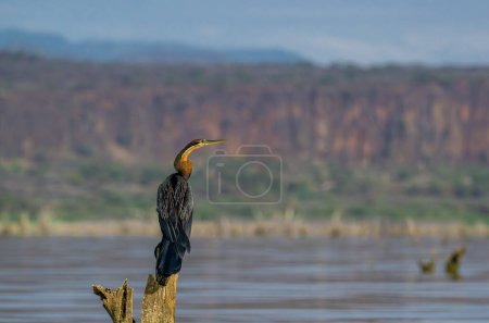African Darter drying up its wings on a pond. Pilanesberg National Park, South Africa. It is a cormorant-like fish-eating bird with a very long neck. Anhinga Rufa.
