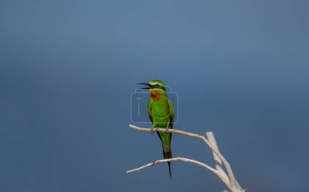 Blue-cheeked Bee-eater, green bee-eater (Meops persicus)
