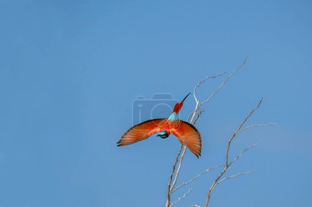 Photo for The northern carmine bee-eater (Merops nubicus) is a brightly colored bird belonging to the bee-eater family Meropidae. - Royalty Free Image