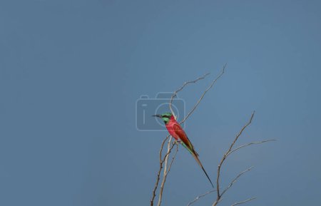 The northern carmine bee-eater (Merops nubicus) is a brightly colored bird belonging to the bee-eater family Meropidae.