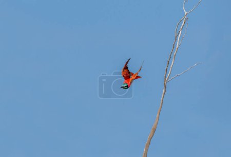Photo for The northern carmine bee-eater (Merops nubicus) is a brightly colored bird belonging to the bee-eater family Meropidae. - Royalty Free Image