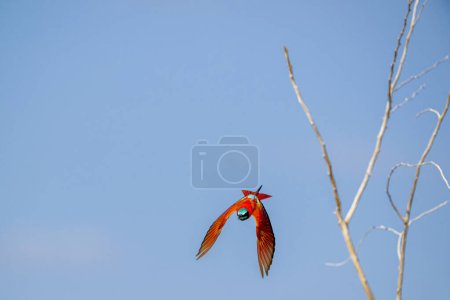 The northern carmine bee-eater (Merops nubicus) is a brightly colored bird belonging to the bee-eater family Meropidae.