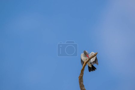 Eisvogel Eisvogel fliegt. Fliegender Vogel, beringter Eisvogel über dem blauen Fluss in Kenia. Action-Szene aus der tropischen Natur.