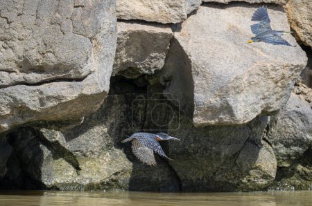 Eisvogel Eisvogel fliegt. Fliegender Vogel, beringter Eisvogel über dem blauen Fluss in Kenia. Action-Szene aus der tropischen Natur.