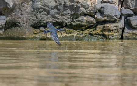 martin-pêcheur géant Kingfisher vole. Oiseau volant, martin-pêcheur annelé au-dessus de la rivière bleue au Kenya. Action scène animalière de la nature tropicale.