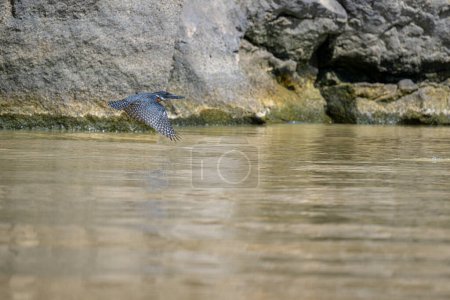 giant kingfisher Kingfisher is flying. Flying bird, ringed kingfisher over blue river in kenya. Action wildlife scene from tropical nature.