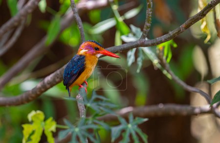 The Oriental dwarf kingfisher (Ceyx erithaca), also known as the black-backed kingfisher or three-toed kingfisher, is a species of bird in the family Alcedinidae. 
