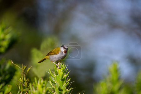 Photo for " Grey capped warbler " , (Eminia lepida) its one of the rare species always found in thickets and forests. It makes sweet calls nice to listen to. - Royalty Free Image