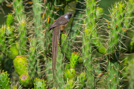 Gefleckter Mausvogel oder Colius striatus Amboseli Kenia