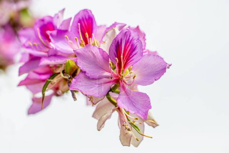 Photo for Orchid Tree (Bauhinia variegata) with its beautiful colors in Izmir bostanli - Royalty Free Image