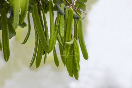 algarrobo, algarrobo verde fresco bayas algarrobo comida sana, Ceratonia siliqua (algarrobo)