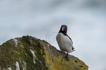 Alca torda. Schwarz-weißer Seevögel mit einem dicken und stumpfen Schnabel. Brütet in Kolonien auf felsigen Inseln; überwintert auf dem Ozean. 
