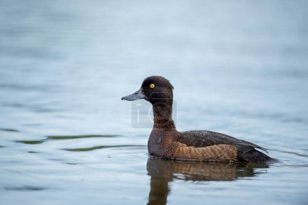 Tufted diente de pato nadando en el estanque. Lindo pájaro acuático marrón. Aves en la vida silvestre.