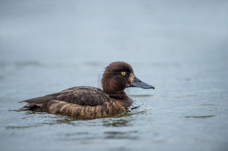 Tufted duck tooth swimming on the pond. Cute brown diving water bird. Bird in wildlife.