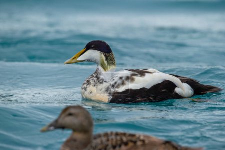 Eider goose (Somateria mollissima) is found along the northern coasts of Europe, Eastern Siberia and North America. This species breeds in the Arctic regions. Male individual.