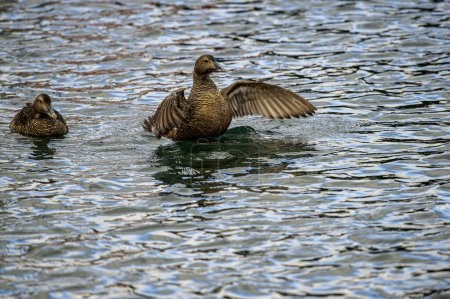 Eider goose (Somateria mollissima) is found along the northern coasts of Europe, Eastern Siberia and North America. This species breeds in the Arctic regions. Male individual.