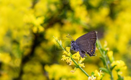 Großer Sevbeni-Schmetterling (Satyrium ilicis) auf der Pflanze