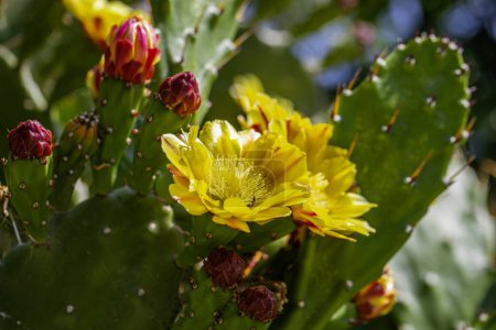 Allgemeiner Name: Kaktus, wissenschaftlicher Name: Opuntia maxima