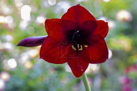 Red amaryllis flower with natural bokeh background.