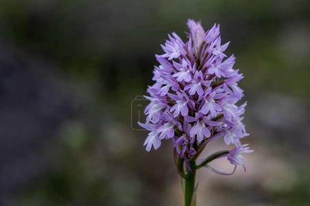 Salep apuntado, orquídea piramidal (Anacamptis pyramidalis) creciendo salvaje en un prado