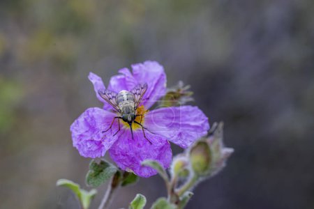 Large brown horsefly (Horsefly, Tabanus) on the plant