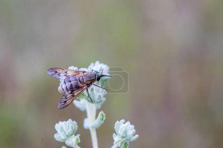 Téléchargez les photos : Grande mouche brune (Horsefly, Tabanus) sur la plante - en image libre de droit