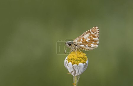 Aegean Hopper Schmetterling (Pyrgus melotis) auf der Pflanze