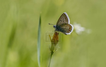 Blauer Schmetterling (Polyommatus icarus) an der Pflanze