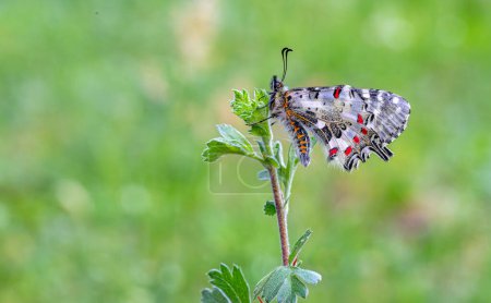 Forest Scallop butterfly (Zerynthia cerisyi) on plant