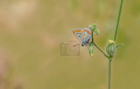 Aegean Hopper Schmetterling (Pyrgus melotis) auf der Pflanze
