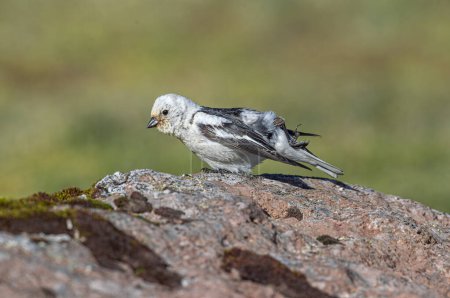 Snow Bunting, Plectrophenax nivalis, Greenland birds (Pied Chinte)