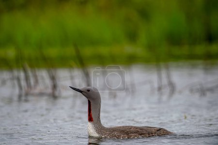 The exquisite beauty of the red-throated loon (Gavia stellata) (Icelandic red-throated loon) is a migratory water bird found in the northern hemisphere.
