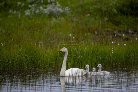 Iceland. The mother whooper swan and her chicks, also known as the common swan, pronounced Hooper swan, is a large northern hemisphere swan.