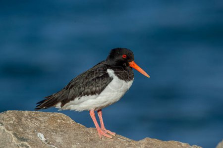 Side view of black and white feathered and orange-billed oystercatcher standing on rocky surface in Iceland