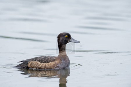 Tufted diente de pato nadando en el estanque. Lindo pájaro acuático marrón. Aves en la vida silvestre.