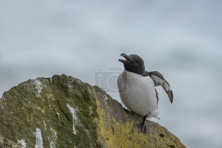 Alca torda. Black-and-white seabird with a thick and blunt bill. Breeds in colonies on rocky islands; winters on the ocean. 