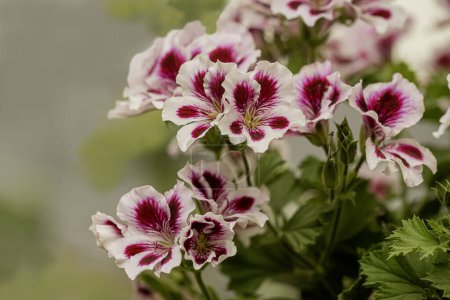 Pelargonium crispum "Ange yeux", Géranium Ange parfum rose fleurs blanches