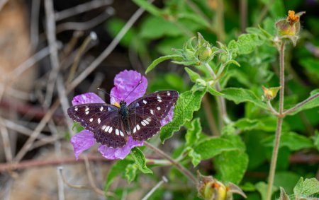 Geißblatt-Schmetterling (Limenitis reducta) auf Pflanze