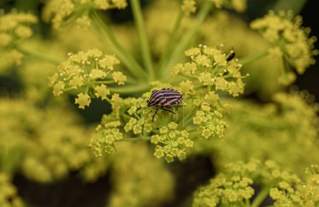 Photo for Striped Carrot Bedbug (Graphosoma semipunctatum) feeding on Yellow Fennel Flower (Foeniculum vulgare). - Royalty Free Image