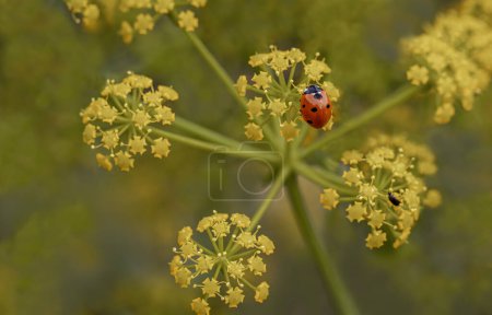Téléchargez les photos : Coccinelle (Coccinella septempunctata) se nourrissant de la fleur de fenouil jaune (Foeniculum vulgare)) - en image libre de droit