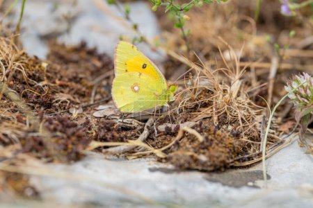 Östliche Pracht Schmetterling (Colias erate)